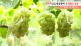 「ブドウ団地」と呼ばれる広大な畑…合言葉は「ブドウを育てる人を育てる」長野県生坂村で行われている「独自の研修制度」とは?若手ブドウ農家たちの挑戦 | SBC NEWS | 長野のニュース | SBC信越放送