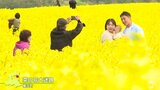 名前に「菜」が入っているから見に来た　日本最大級の面積を誇る横浜町の菜の花畑見ごろ|TBS NEWS DIG