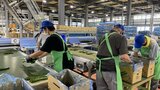 旬の会津をお届け!アスパラガスやキュウリの出荷最盛期 JAの集出荷施設「会津野菜館」福島・会津若松市 | 福島のニュース│TUF