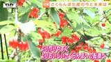 【特集】“今”の対策と“将来”への展望　山形を代表する「さくらんぼ」　収穫量の減少に立ち向かうための多くの手段　生産者や技術者の努力に迫る！|TBS NEWS DIG