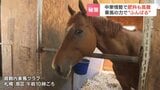 化学肥料 大幅値上げで“馬ふん”が救世主?乗馬クラブが毎日600キロ出る馬ふんなどを「無償提供」処分費に悩むクラブと肥料高騰に苦しむ農家の温かい助け合いなるか | 北海道のニュース|HBC北海道放送