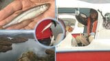 旬の魚を釣って楽しみ食べて楽しむ 今シーズンの営業が始まった田瀬湖のワカサギ釣り 岩手・花巻市|TBS NEWS DIG