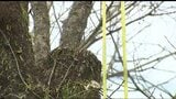 太さ90センチの木が作業員に…別荘地・軽井沢で伐採作業中の男女2人が落ちてきた木にあたり死亡…当時5人で作業、伐採した太い幹をロープで下ろそうとして地上の2人にあたる|TBS NEWS DIG