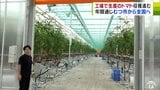 1年を通してトマトを全国に出荷！　「大規模トマト工場」青森県むつ市で稼働始まる　今年度は約1000トンを出荷予定　|　青森のニュース│ATV NEWS│青森テレビ