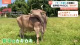 背中をカキカキ…世界初！道具を使う牛が「モ～大変！」と話題に　ブラシを口でくわえて“孫の手”のように…|TBS NEWS DIG