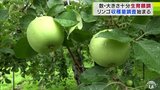 今年産リンゴの収穫量を予想する調査始まる　適正な実の数の確保や実の大きさも平年を上回っていることを確認　青森県弘前市　|　青森のニュース│ATV NEWS│青森テレビ
