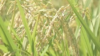 急騰する「コメの店頭価格」をAIで予測してみた　2027年までの3つのシナリオと家計への影響| TBS CROSS DIG with Bloomberg