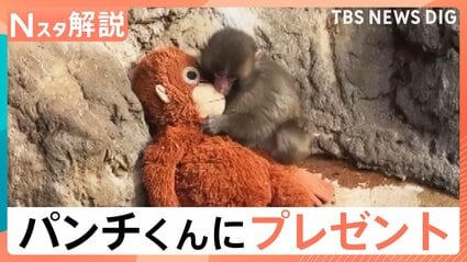 パンチくん 日本猿 ぬいぐるみ オスの赤ちゃんザル「パンチくん」に新しいお母さん？IKEAジャパンが