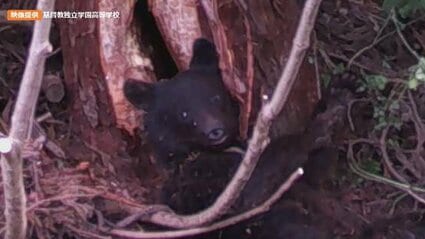 木の根元に寝転ぶクマ…伸ばした手の先にはミツバチの巣が 道路を横断