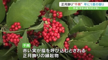 正月飾りの縁起物「千両」 年に1度の競り 「今年は表年で実付きが良い