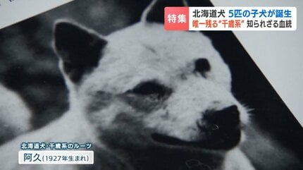 天然記念物《北海道犬》300gの新たな命を次世代へ紡ぐ かつてはアイヌ