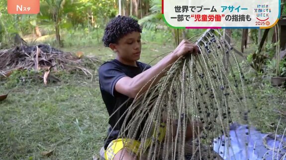 日本でも人気の「アサイー」 世界的ブームで需要急増も収穫の現場で“児童労働”の指摘【SDGs】|TBS NEWS DIG