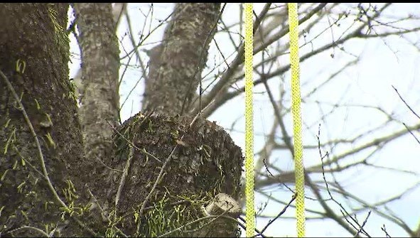 太さ90センチの木が作業員に…別荘地・軽井沢で伐採作業中の男女2人が落ちてきた木にあたり死亡…当時5人で作業、伐採した太い幹をロープで下ろそうとして地上の2人にあたる|TBS NEWS DIG