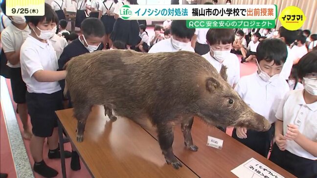 イノシシに遭遇したら？　小学校で出前授業　対処法学ぶ　2025年度はまだ噛みつきなど被害ゼロも…2年前は４件　広島県福山市|TBS NEWS DIG