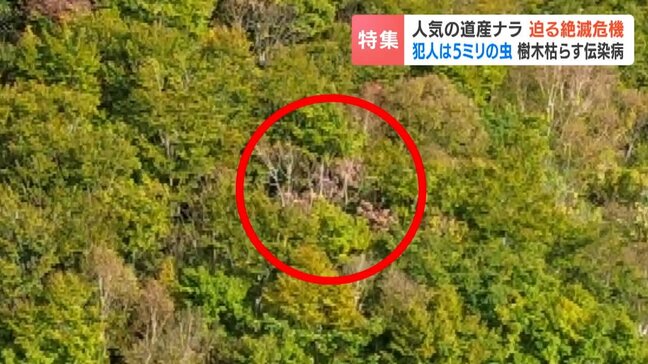 ウィスキーの樽としても需要高まる道産ナラに危機迫る！体長5ミリの害虫による伝染病『ナラ枯れ』急拡大…現場から漏れるSOS「対策できないかも」|TBS NEWS DIG