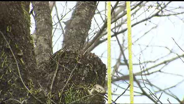 太さ90センチの木が作業員に…別荘地・軽井沢で伐採作業中の男女2人が落ちてきた木にあたり死亡…当時5人で作業、伐採した太い幹をロープで下ろそうとして地上の2人にあたる|TBS NEWS DIG