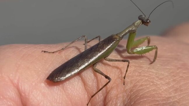 黄金に輝く「メタリックカマキリ」グラウンドで発見　「銅像みたいな光り方してる」その正体は？外来種？なぜ黄金色に？　専門家に聞いてみると…　|TBS NEWS DIG