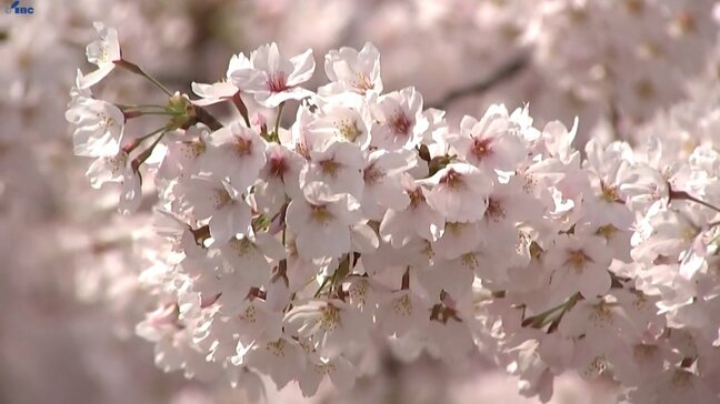 盛岡市の名所、盛岡城跡公園のサクラ満開　大勢の花見客でにぎわう　岩手|TBS NEWS DIG