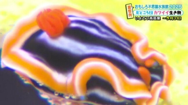 「ファッションセンスの良さを感じる」“カワイイ”生き物たち おもしろ不思議水族館2025開催中 愛媛・松山市|TBS NEWS DIG