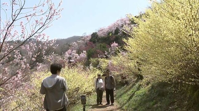 「花がいっぱい」福島の桃源郷・花見山は百花繚乱　観光客でにぎわう|TBS NEWS DIG