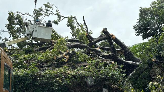 高さ10メートルの巨木が民家の上に　電柱も一緒に倒れる　台風被害・長崎県佐世保市|TBS NEWS DIG