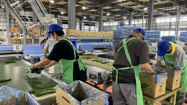 旬の会津をお届け！アスパラガスやキュウリの出荷最盛期　JAの集出荷施設「会津野菜館」福島・会津若松市|TBS NEWS DIG