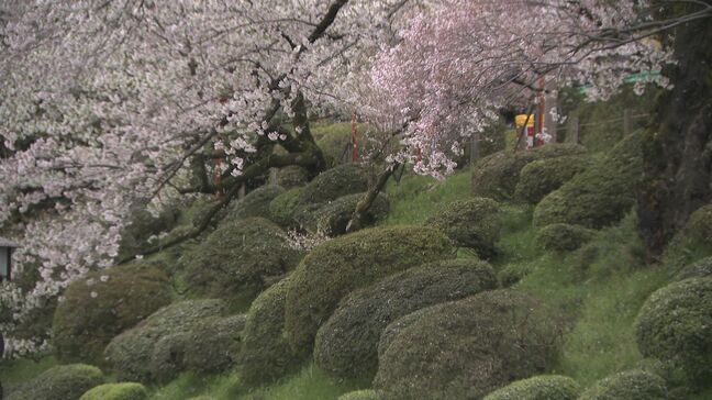 “桜流し”の雨でピンク色の絨毯広がる あいにくの空模様も観光客が散りゆくサクラ楽しむ|TBS NEWS DIG