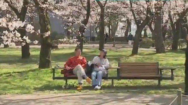 もうすぐ“春”ですね『さくら咲く』入学式を楽しみに…　新潟は4月10日ごろに満開の予想|TBS NEWS DIG