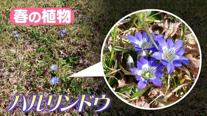 晴れると開く春の花　ハルリンドウ　|　RCC NEWS | 広島ニュース | RCC中国放送