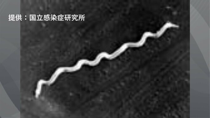 『梅毒』患者が急増「マッチングアプリ」普及も要因か　去年過去最多、10年前の15倍に　福島|TBS NEWS DIG