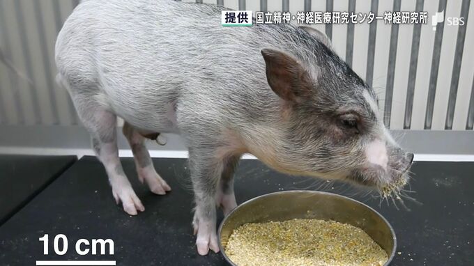 難病「筋ジストロフィー」の新たな治療法へ　ヒトの病気を正確に再現できるマイクロミニブタ開発　世界初の成果＝静岡県など　|　静岡のニュース | SBSNEWS | 静岡放送