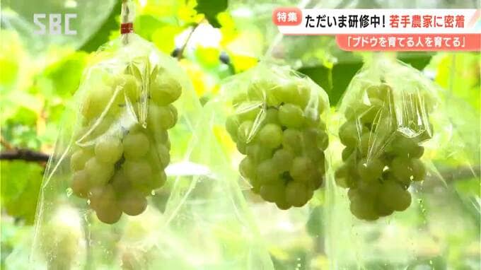「ブドウ団地」と呼ばれる広大な畑…合言葉は「ブドウを育てる人を育てる」長野県生坂村で行われている「独自の研修制度」とは？若手ブドウ農家たちの挑戦　|　SBC NEWS | 長野のニュース | SBC信越放送