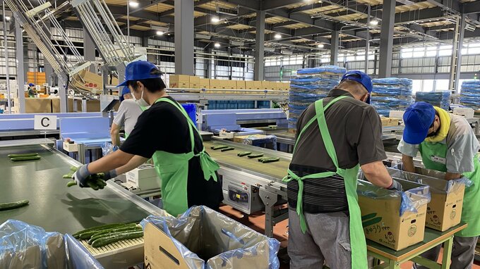 旬の会津をお届け！アスパラガスやキュウリの出荷最盛期　JAの集出荷施設「会津野菜館」福島・会津若松市　|　福島のニュース│TUF