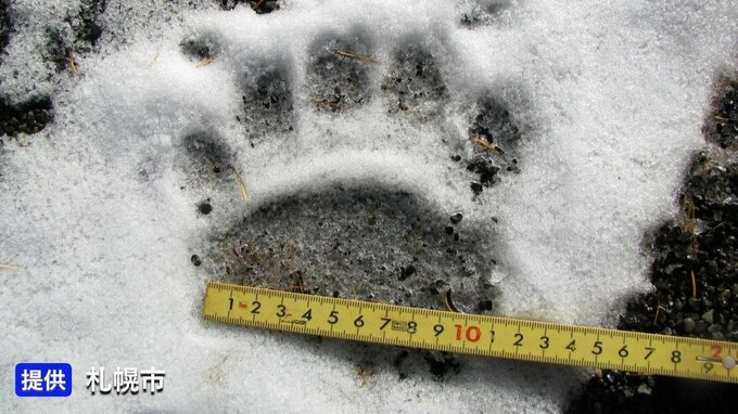 雪の上にヒグマの足跡　1頭か　札幌市豊平区羊ケ丘地区　目撃情報を受けて札幌市が調査　近くには羊ケ丘展望台も　|　北海道のニュース｜HBC北海道放送
