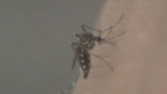 「蚊」の活動がこれから活発に…効果的な対策は「足のにおいを消す」実験してみると一目瞭然　|　名古屋・愛知・岐阜・三重のニュース【CBC news】 | CBC web