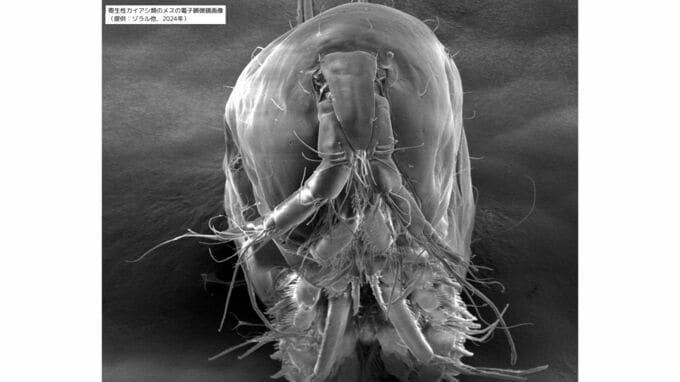 イカの卵と赤ちゃんを殺す寄生生物“イカタマゴロシ”（命名提案中）　安全な駆除方法を開発　沖縄科学技術大学院大学|TBS NEWS DIG