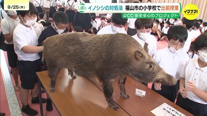 イノシシに遭遇したら？　小学校で出前授業　対処法学ぶ　2025年度はまだ噛みつきなど被害ゼロも…2年前は４件　広島県福山市　|　RCC NEWS | 広島ニュース | RCC中国放送