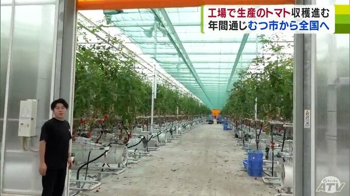 1年を通してトマトを全国に出荷！　「大規模トマト工場」青森県むつ市で稼働始まる　今年度は約1000トンを出荷予定　|　青森のニュース│ATV NEWS│青森テレビ