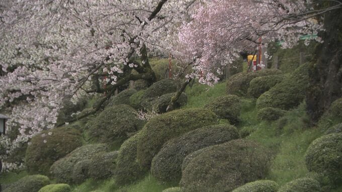 “桜流し”の雨でピンク色の絨毯広がる　あいにくの空模様も観光客が散りゆくサクラ楽しむ|TBS NEWS DIG