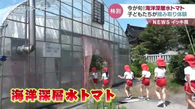 今が旬の海洋深層水トマト　子どもたちが摘み取り体験　富山・滑川市　|　富山のニュース｜天気・防災｜チューリップテレビ
