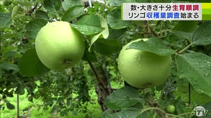 今年産リンゴの収穫量を予想する調査始まる　適正な実の数の確保や実の大きさも平年を上回っていることを確認　青森県弘前市　|　青森のニュース│ATV NEWS│青森テレビ