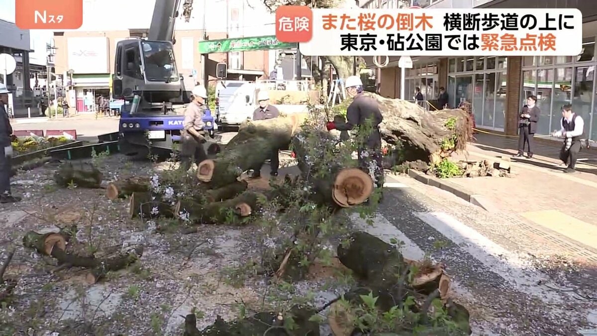 倒木 また倒木…今度は東京・国立市の駅前の桜、横断歩道をふさぐ 砧公園では