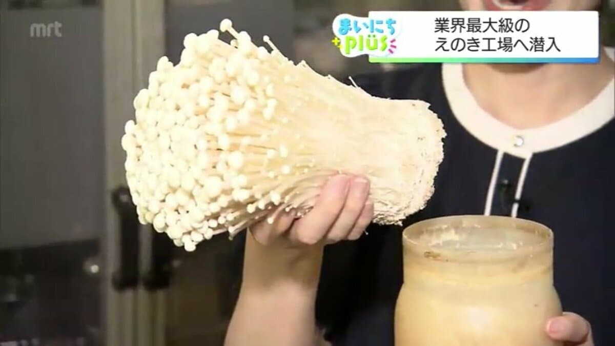 えのき茸の歯ごたえの秘密！年間約7000トンを製造する工場で見つけた