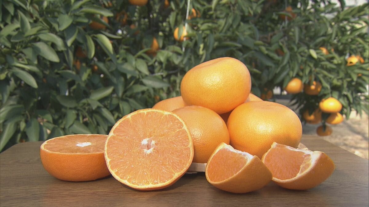 “柑橘の大トロ” せとかの出荷始まる 3キロ5000円以上で販売される高級ミカン ｢果汁たっぷりでジューシー｣ 愛知･蒲郡市