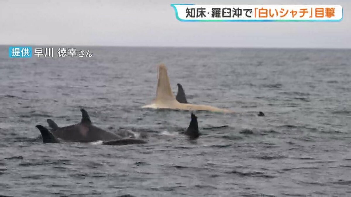 貴重】体長約8メートルの「白いシャチ」約2年ぶりの目撃 北海道・羅臼 
