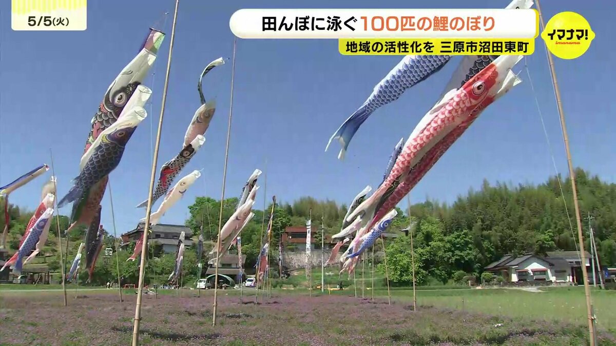 青空を泳ぐ100匹のこいのぼり 地域活性化を願い住民が田んぼに掲揚