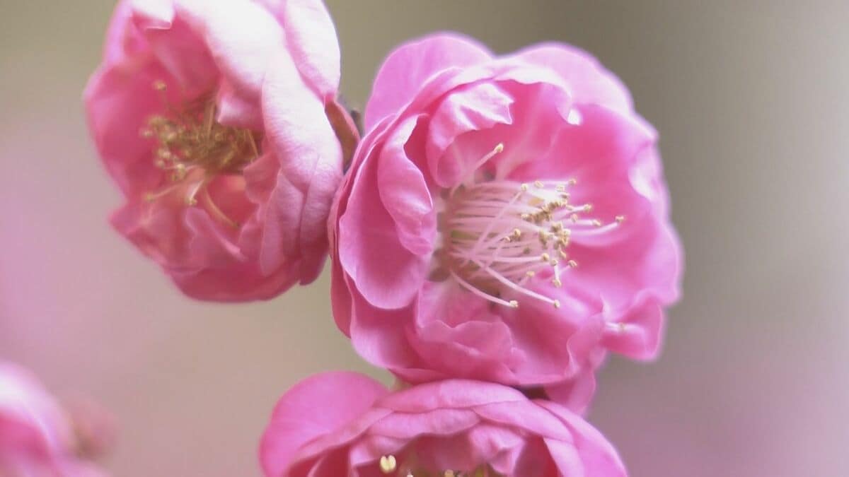 紅色の花を咲かせ…一足早く春を告げる 樹齢約300年の｢八重紅梅｣が見頃 三重･紀北町