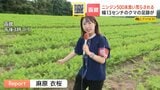 【ヒグマSOS】約500本のニンジン食い荒らされる　周辺にはフンや幅約13センチの足跡も　周辺のトウモロコシ畑も被害　北海道函館市　|　北海道のニュース｜HBC北海道放送