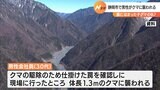 子グマの仇討ち？罠を仕掛けた男性が体長1.3メートルのクマに襲われる（静岡県）|TBS NEWS DIG