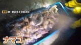 「黒いダイヤ」に群がる暴力団と密漁シンジケート 死亡事故から発覚したナマコ密漁の闇と執念の捜査に密着 北海道 | 北海道のニュース|HBC北海道放送